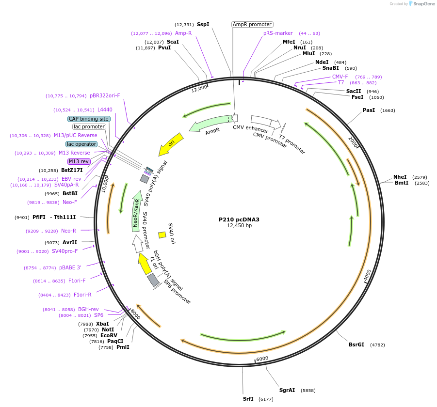 27481-plasmid-map-sequence-id-227421