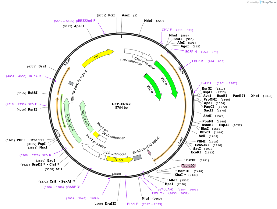 118296-plasmid-map-sequence-id-227422