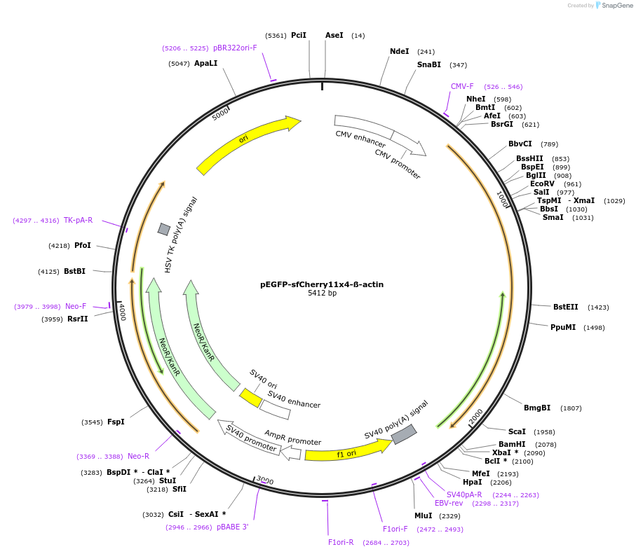 70220-plasmid-map-sequence-id-227428