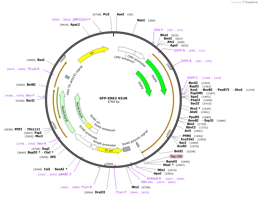 118298-plasmid-map-sequence-id-227429