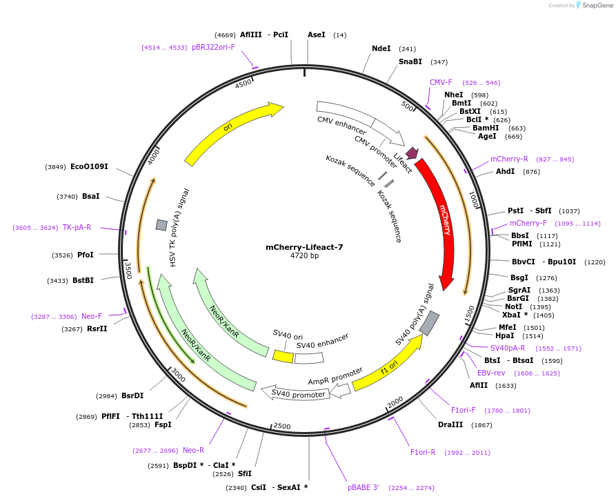 54491-plasmid-map-sequence-id-227430