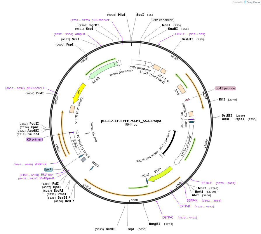 112285-plasmid-map-sequence-id-227437