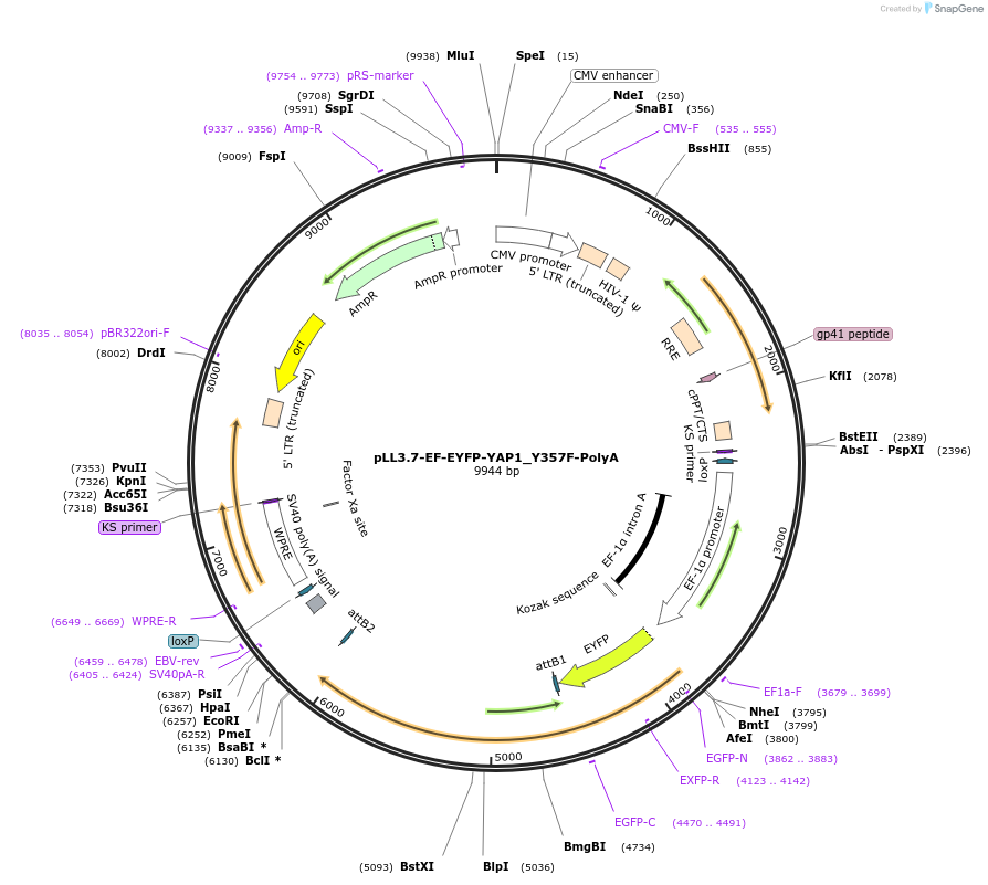 112287-plasmid-map-sequence-id-227442