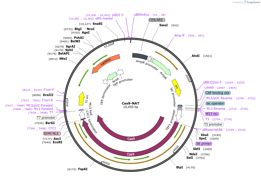 64329-plasmid-map-sequence-id-227458