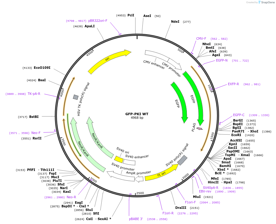 118300-plasmid-map-sequence-id-227459