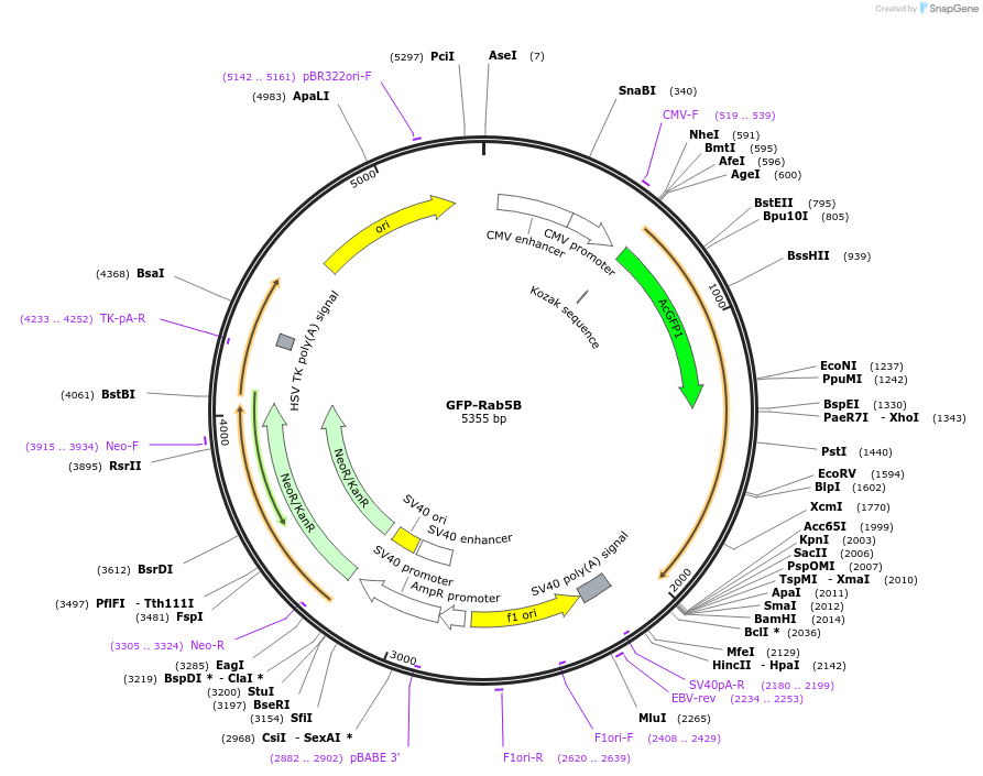 61802-plasmid-map-sequence-id-227460