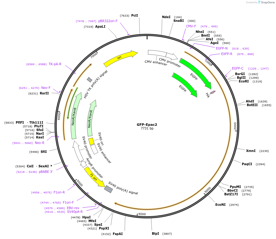 118314-plasmid-map-sequence-id-227461