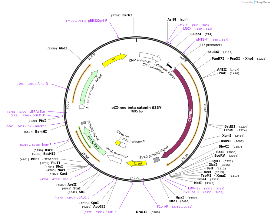16519-plasmid-map-sequence-id-227467