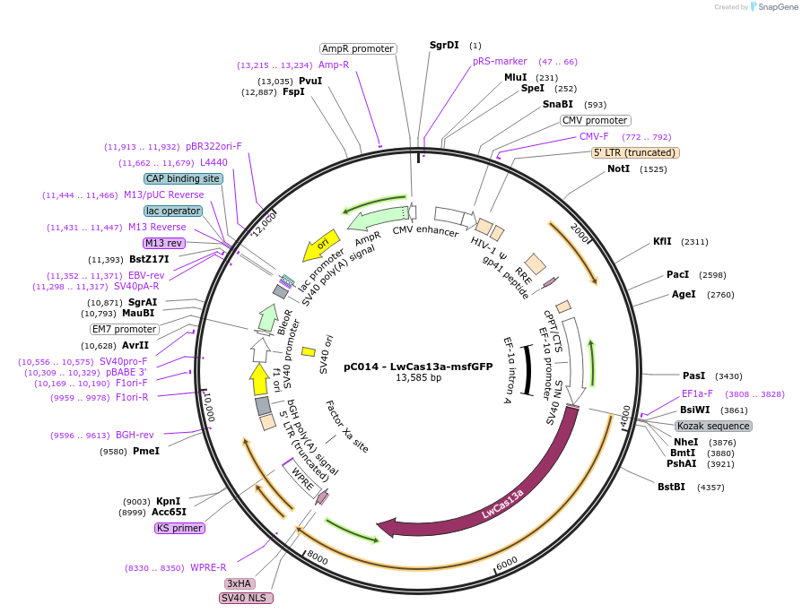 91902-plasmid-map-sequence-id-227471