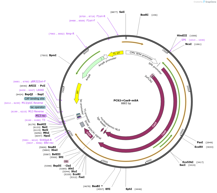 103882-plasmid-map-sequence-id-227473