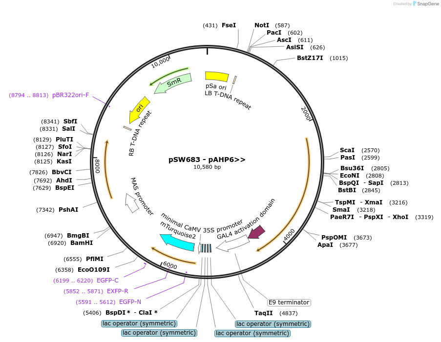 115998-plasmid-map-sequence-id-227486