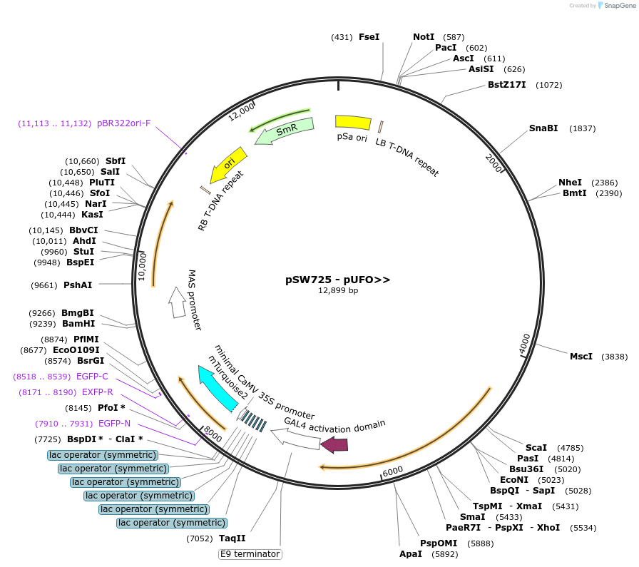 116000-plasmid-map-sequence-id-227498