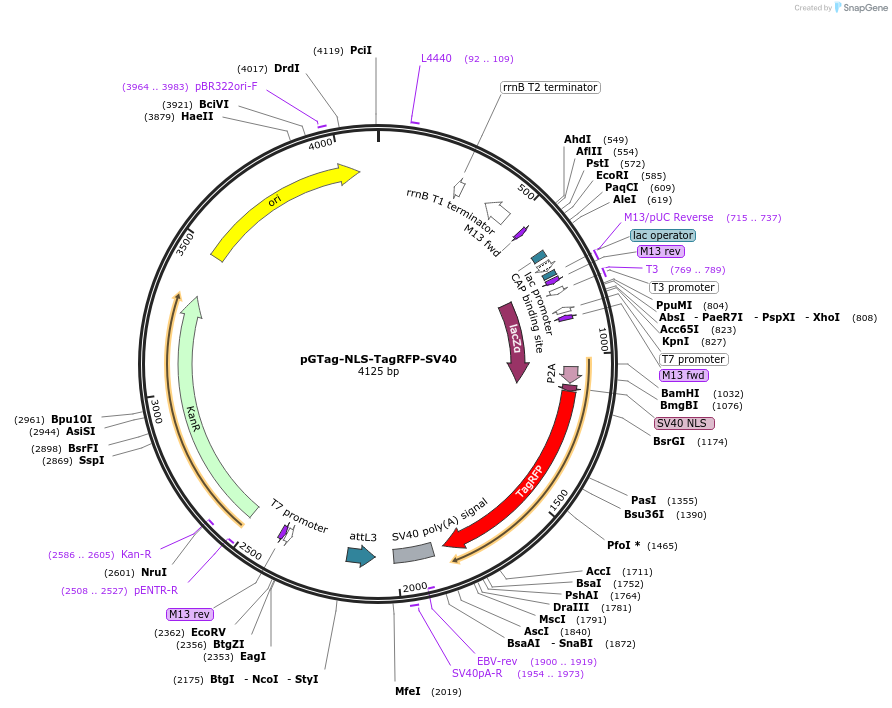 117805-plasmid-map-sequence-id-227500