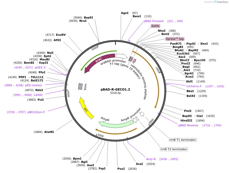 113937-plasmid-map-sequence-id-227506