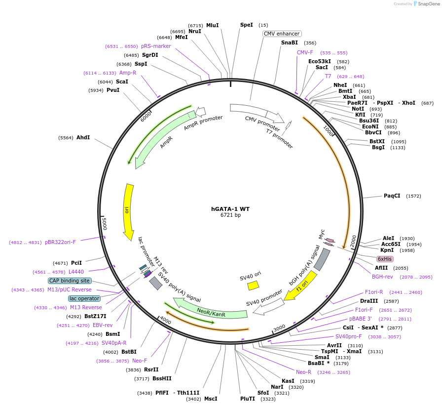 118352-plasmid-map-sequence-id-227507