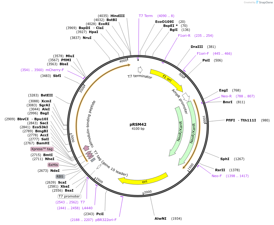 113942-plasmid-map-sequence-id-227508
