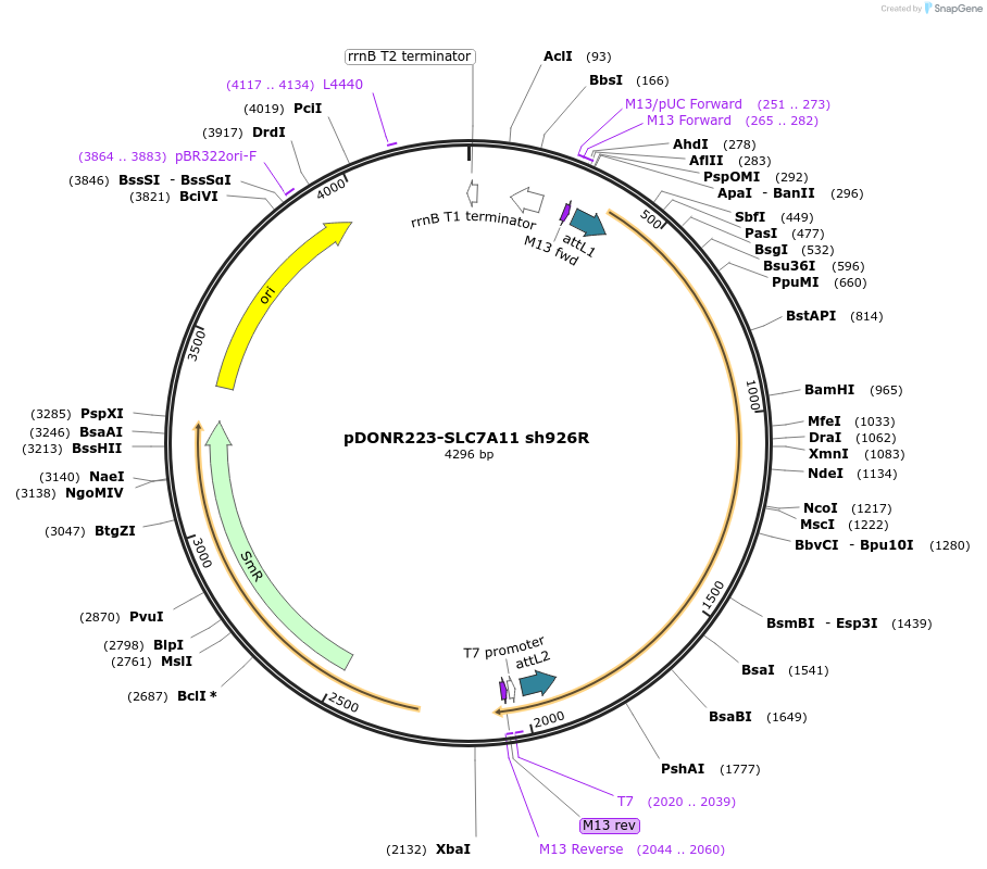 118701-plasmid-map-sequence-id-227515