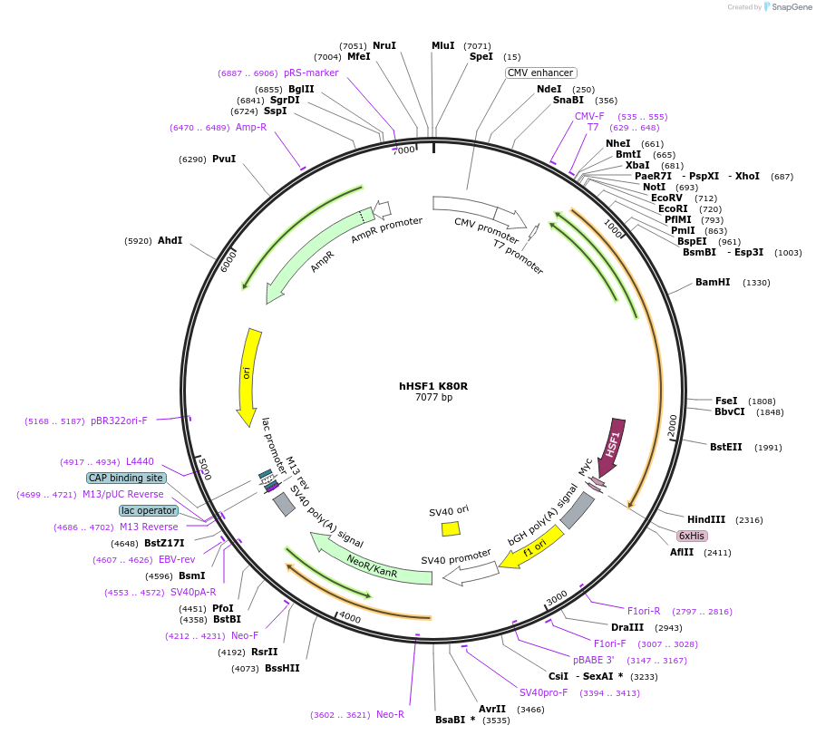 118350-plasmid-map-sequence-id-227519