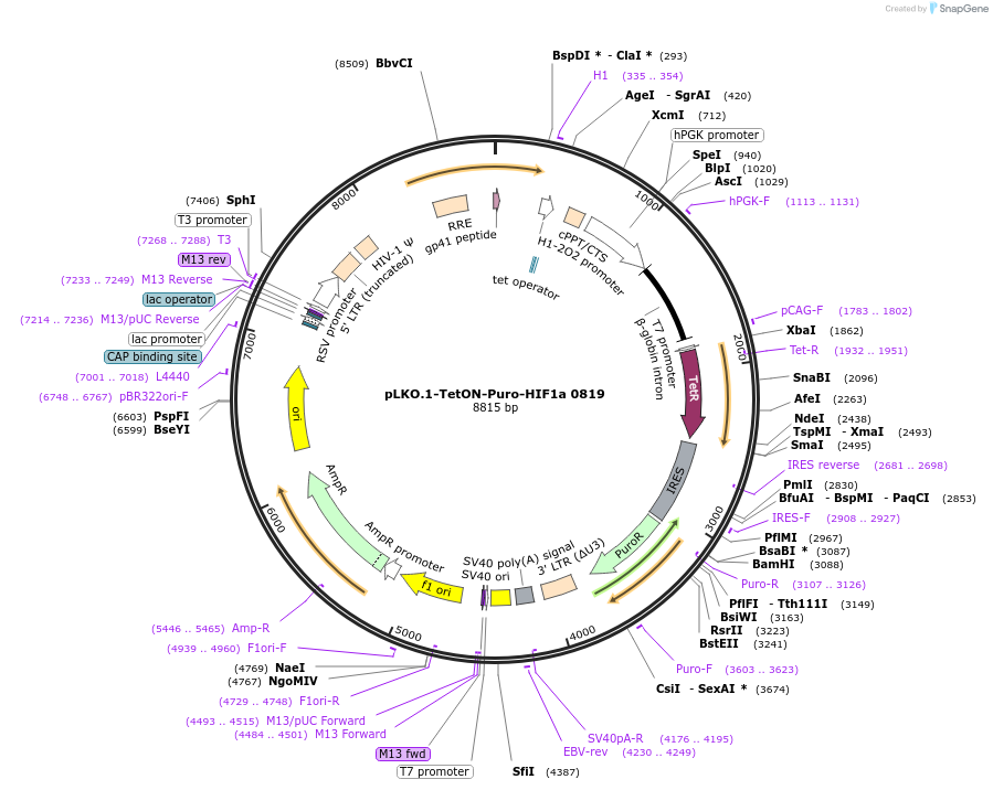 118704-plasmid-map-sequence-id-227521