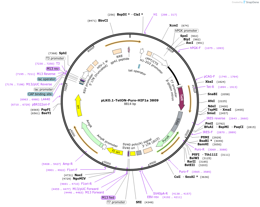 118705-plasmid-map-sequence-id-227522