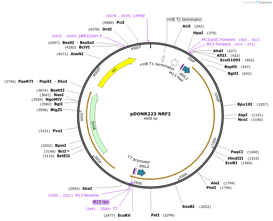 118708-plasmid-map-sequence-id-227523