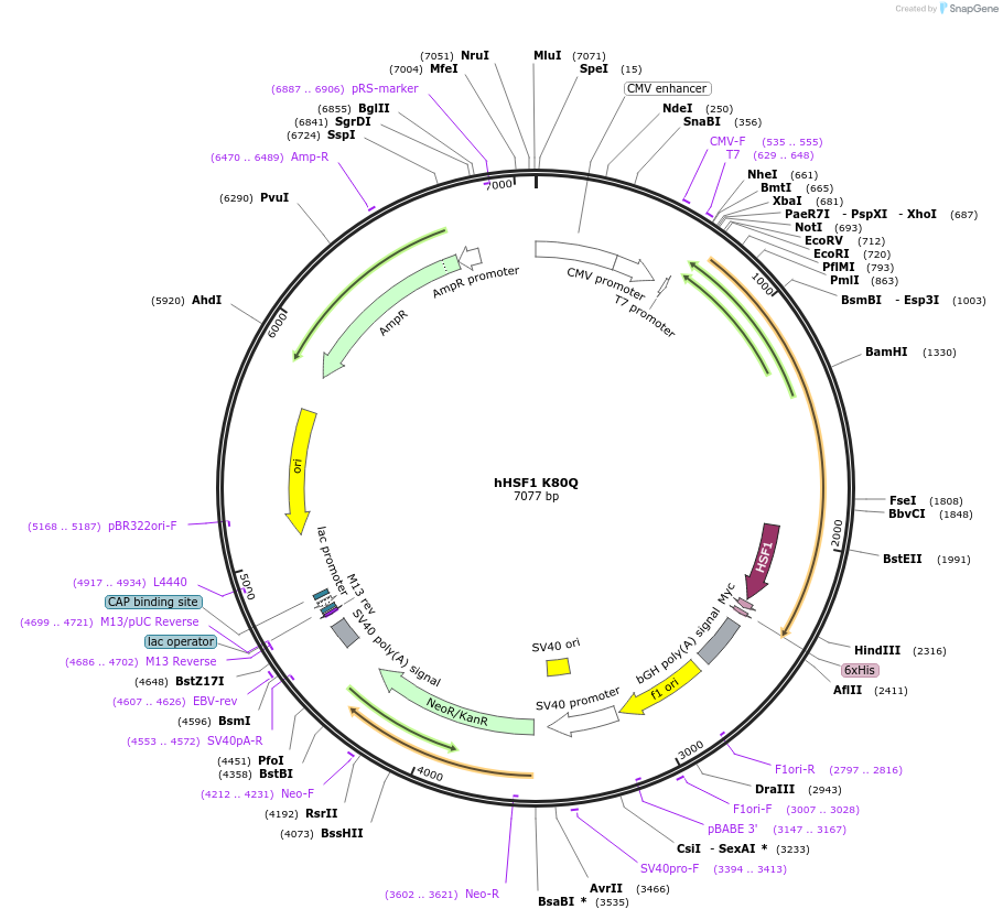 118351-plasmid-map-sequence-id-227532