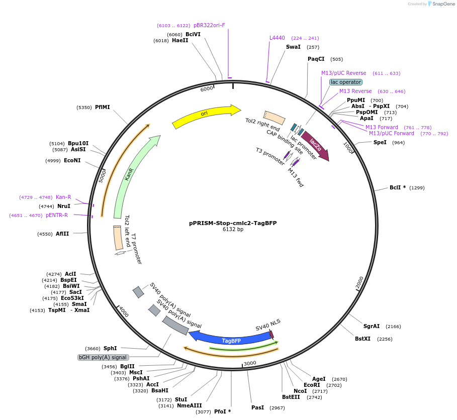 117774-plasmid-map-sequence-id-227539