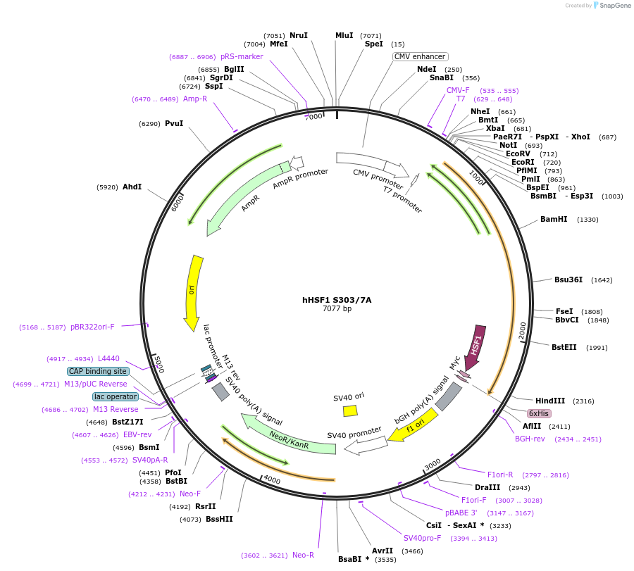 118365-plasmid-map-sequence-id-227544