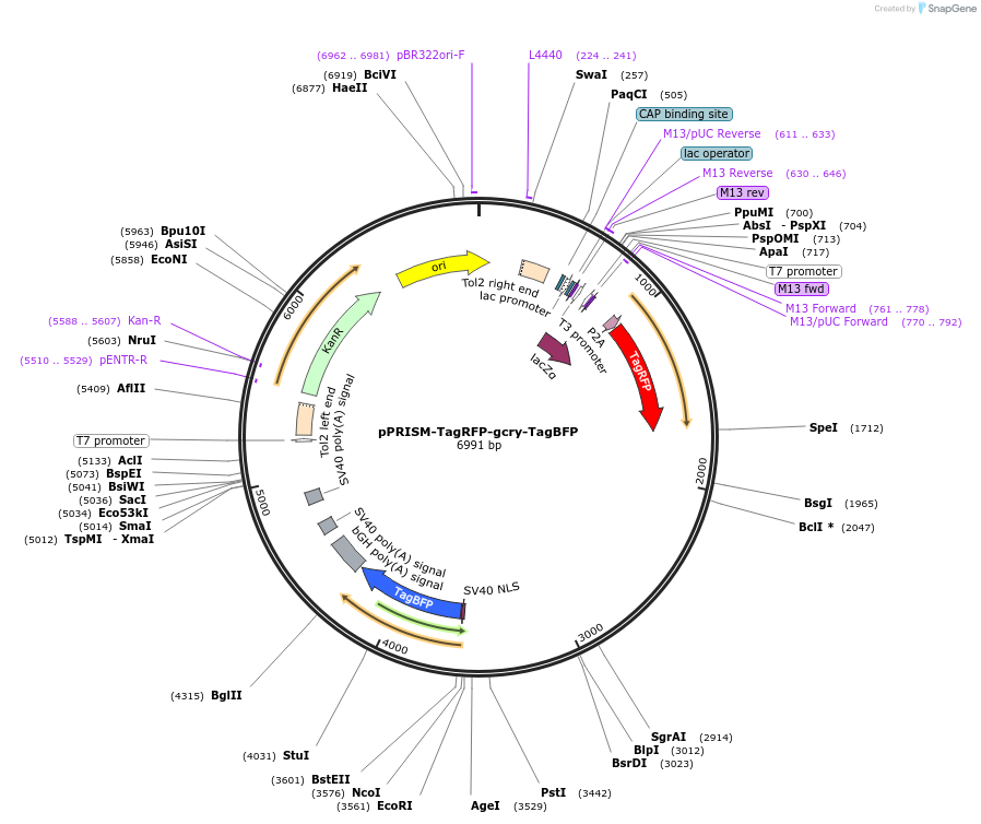 117765-plasmid-map-sequence-id-227546