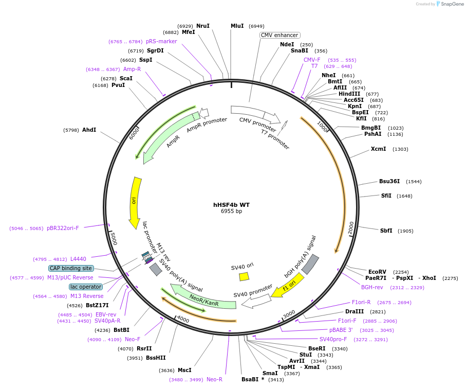 118356-plasmid-map-sequence-id-227548