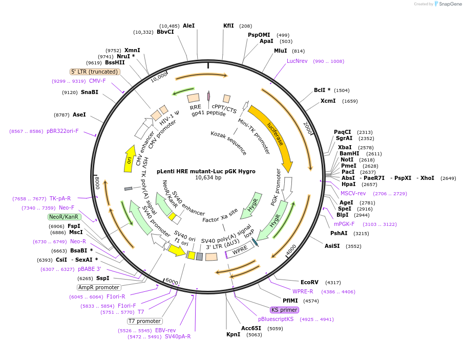 118707-plasmid-map-sequence-id-227550
