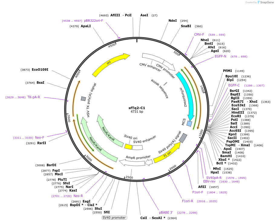 117932-plasmid-map-sequence-id-227552