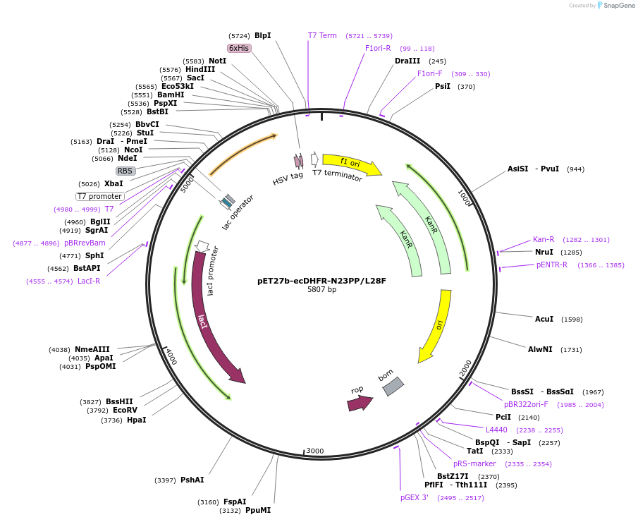 118584-plasmid-map-sequence-id-227655