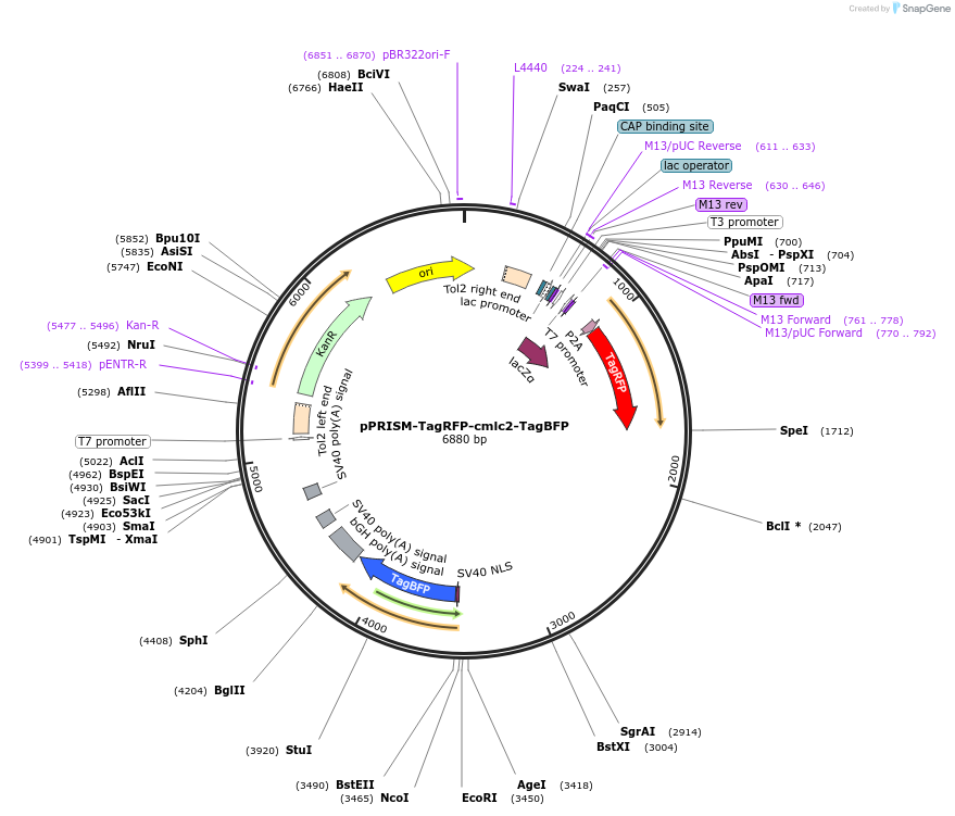 117768-plasmid-map-sequence-id-227658