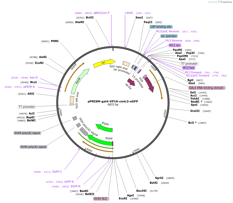117782-plasmid-map-sequence-id-227661