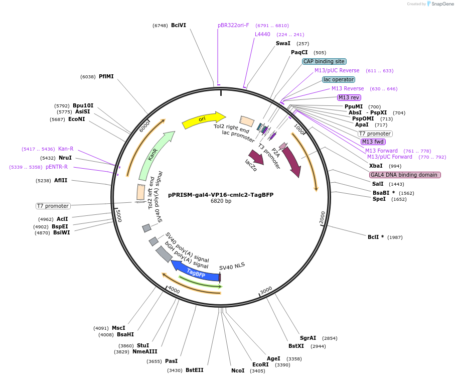 117780-plasmid-map-sequence-id-227663