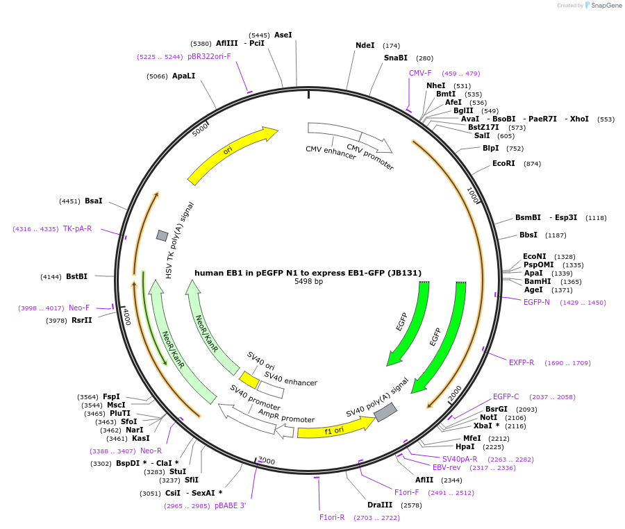 39299-plasmid-map-sequence-id-227695