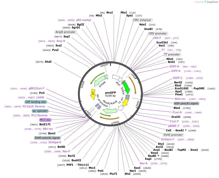 117926-plasmid-map-sequence-id-227702