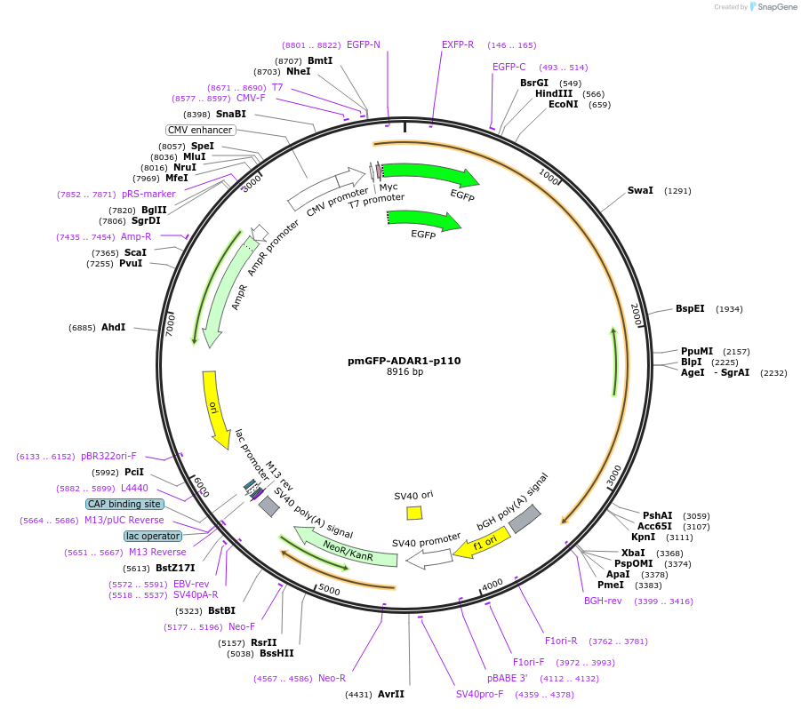 117928-plasmid-map-sequence-id-227703