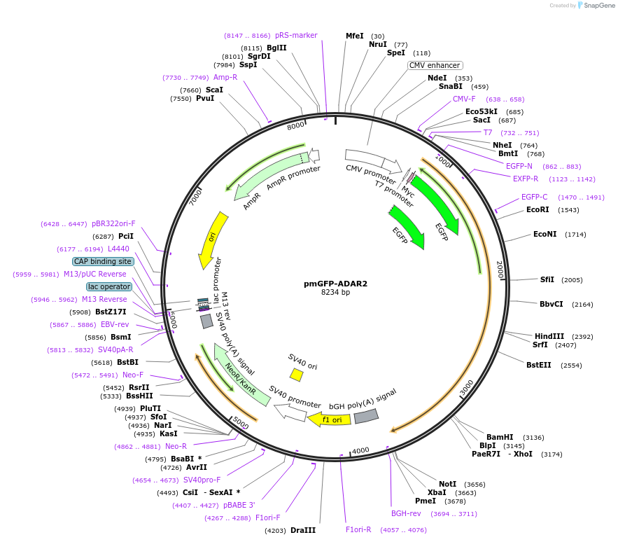 117929-plasmid-map-sequence-id-227705
