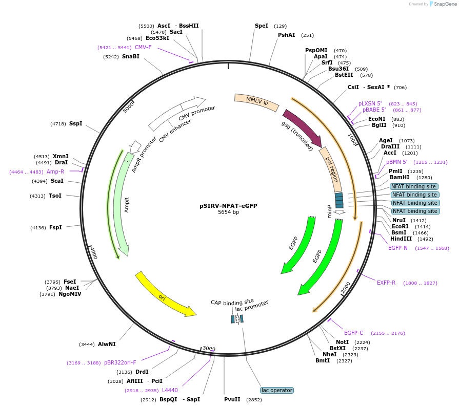 118031-plasmid-map-sequence-id-227706
