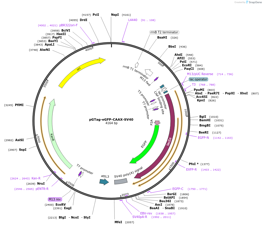 117815-plasmid-map-sequence-id-227720