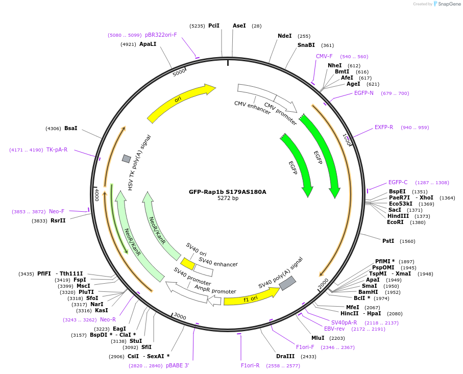 118327-plasmid-map-sequence-id-227747