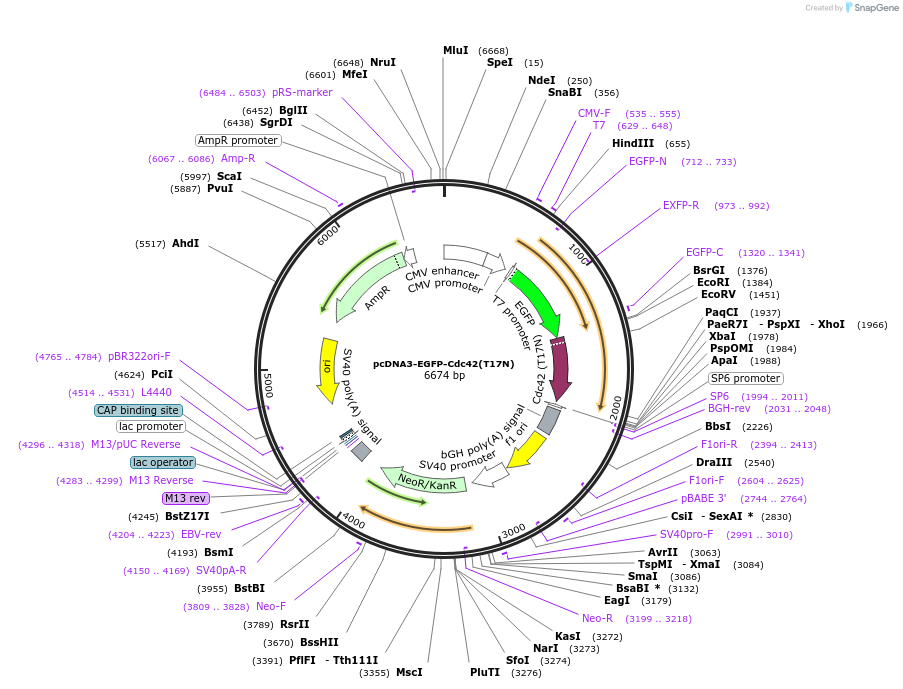 12601-plasmid-map-sequence-id-227748