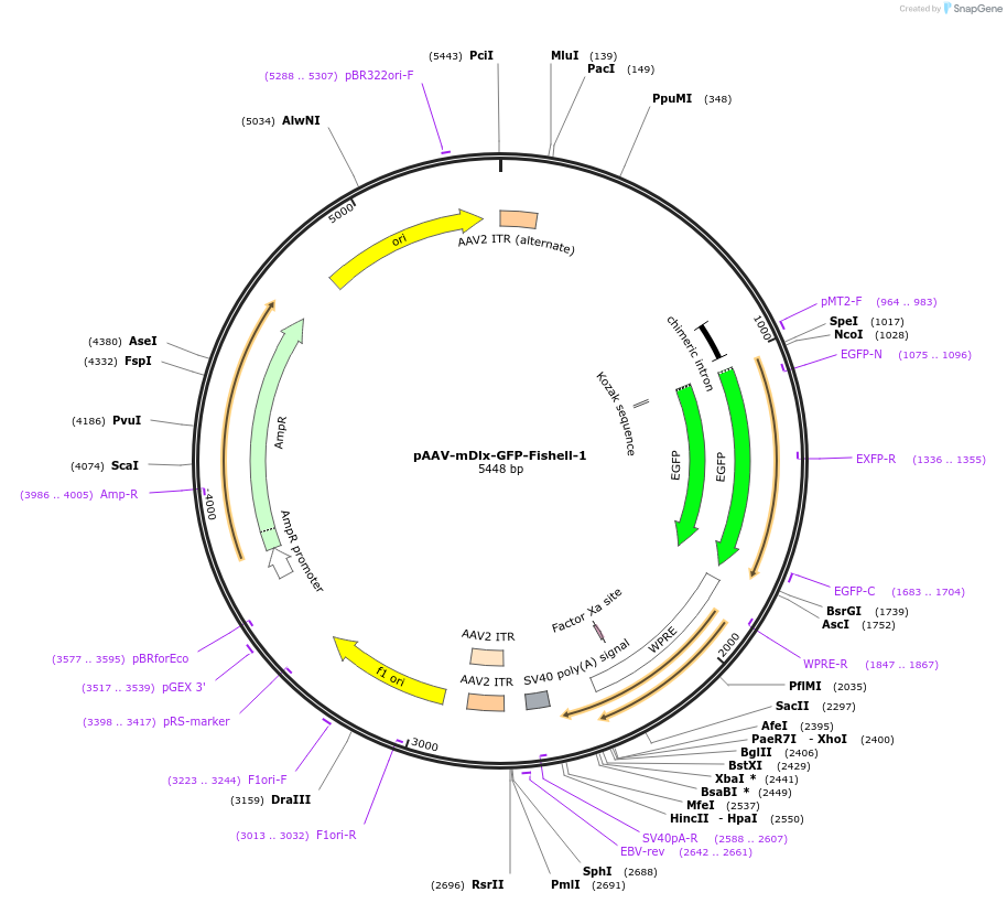 83900-plasmid-map-sequence-id-227749