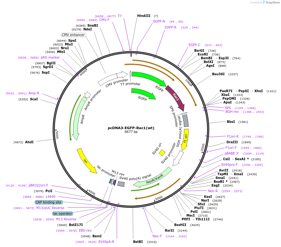 13719-plasmid-map-sequence-id-227751