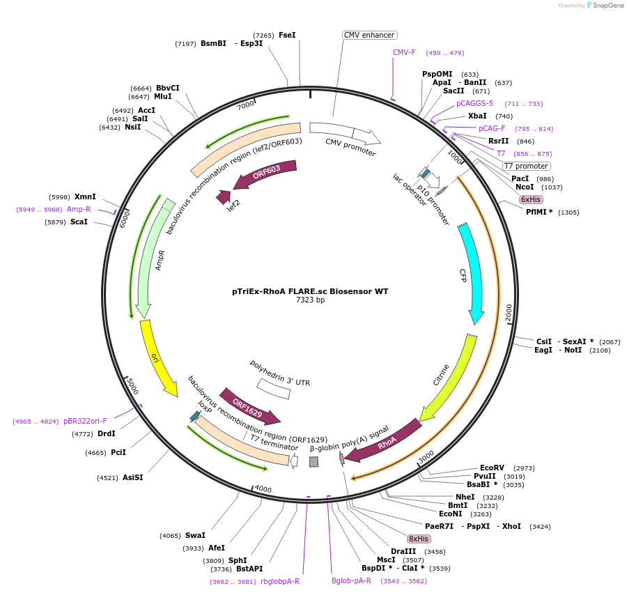 12150-plasmid-map-sequence-id-227753