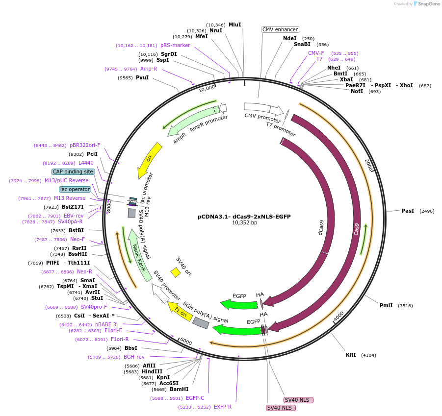 74710-plasmid-map-sequence-id-227761