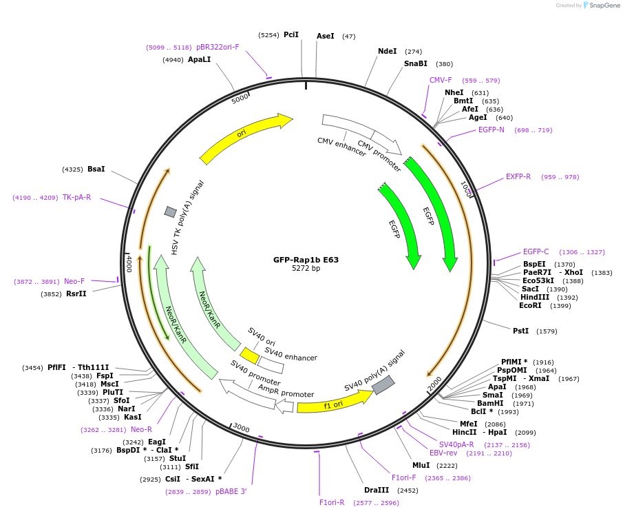 118328-plasmid-map-sequence-id-227762