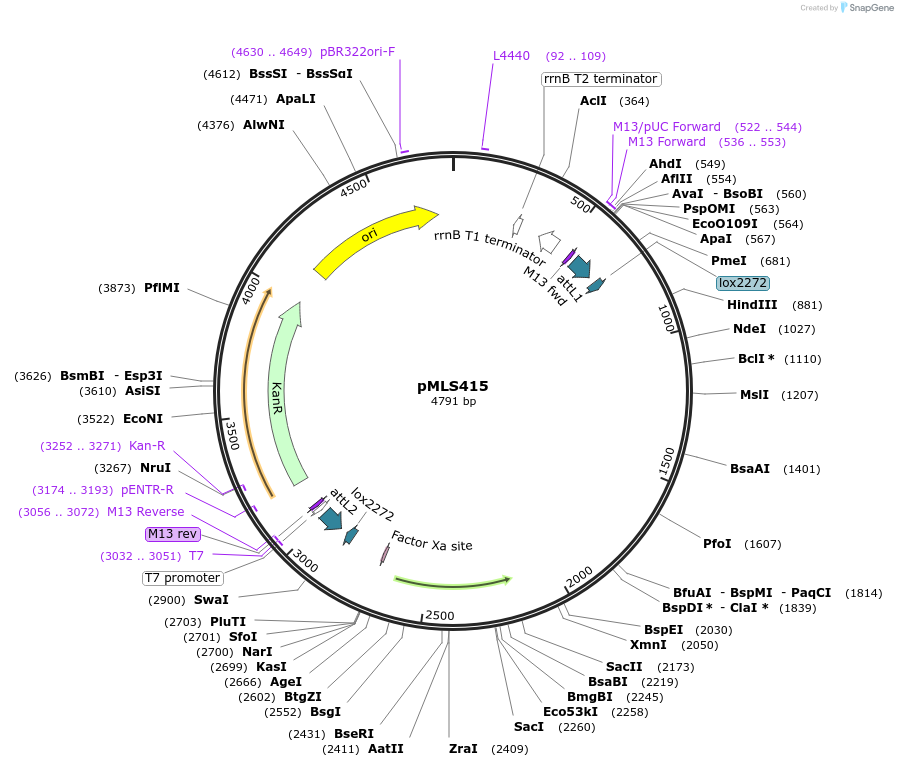 114272-plasmid-map-sequence-id-227770